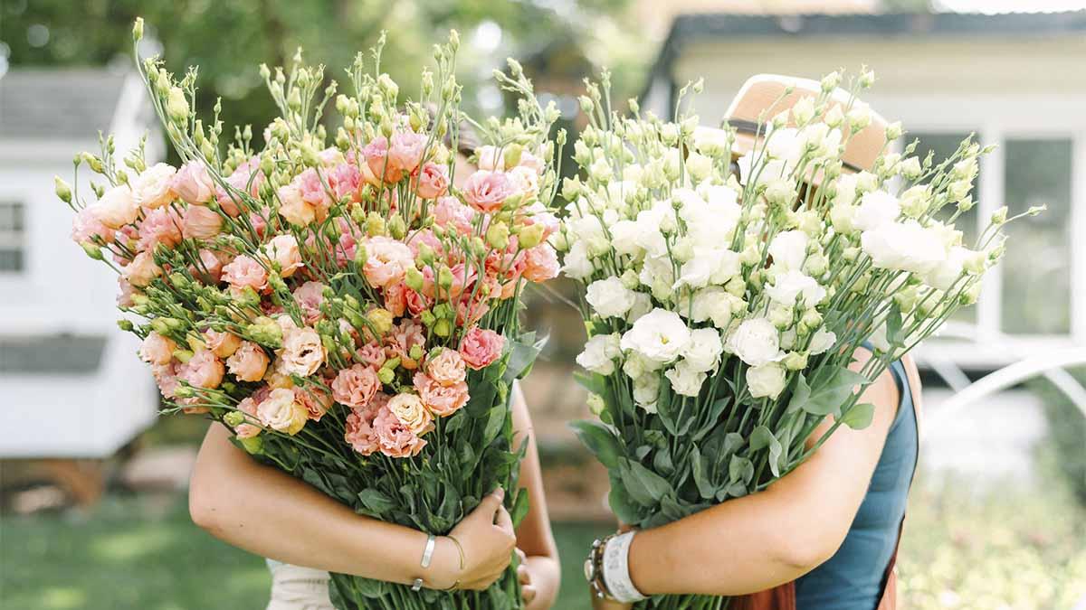 A bundle of white cut flowers and a bundle of pink cut flowers.